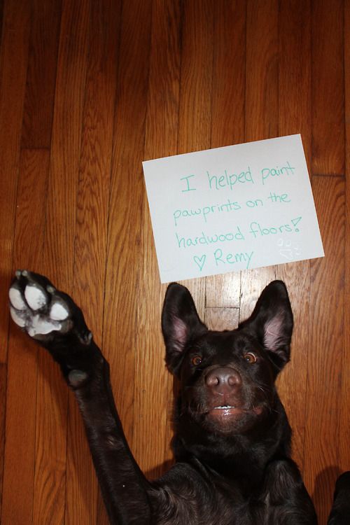 Pet Shaming at its best. - I'm Just Sayin