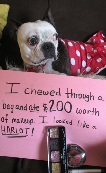 shaming boston dog terrier funny pet dogs terriers animals animal puppy dogshaming ibostonterrier memes cat shame barkpost shamed makeup ate