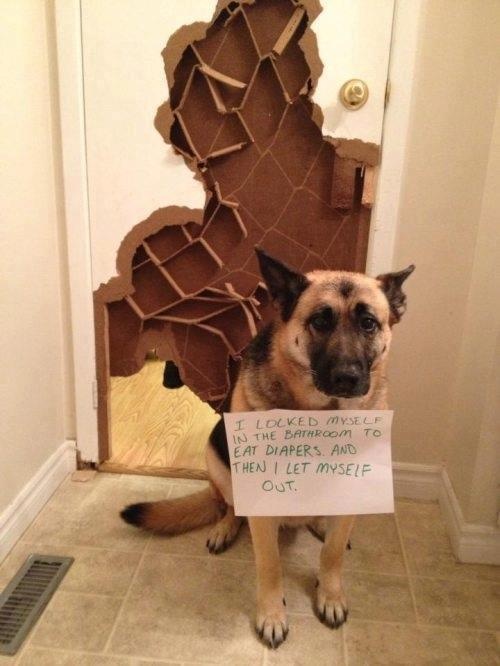 Pet Shaming at its best. - I'm Just Sayin